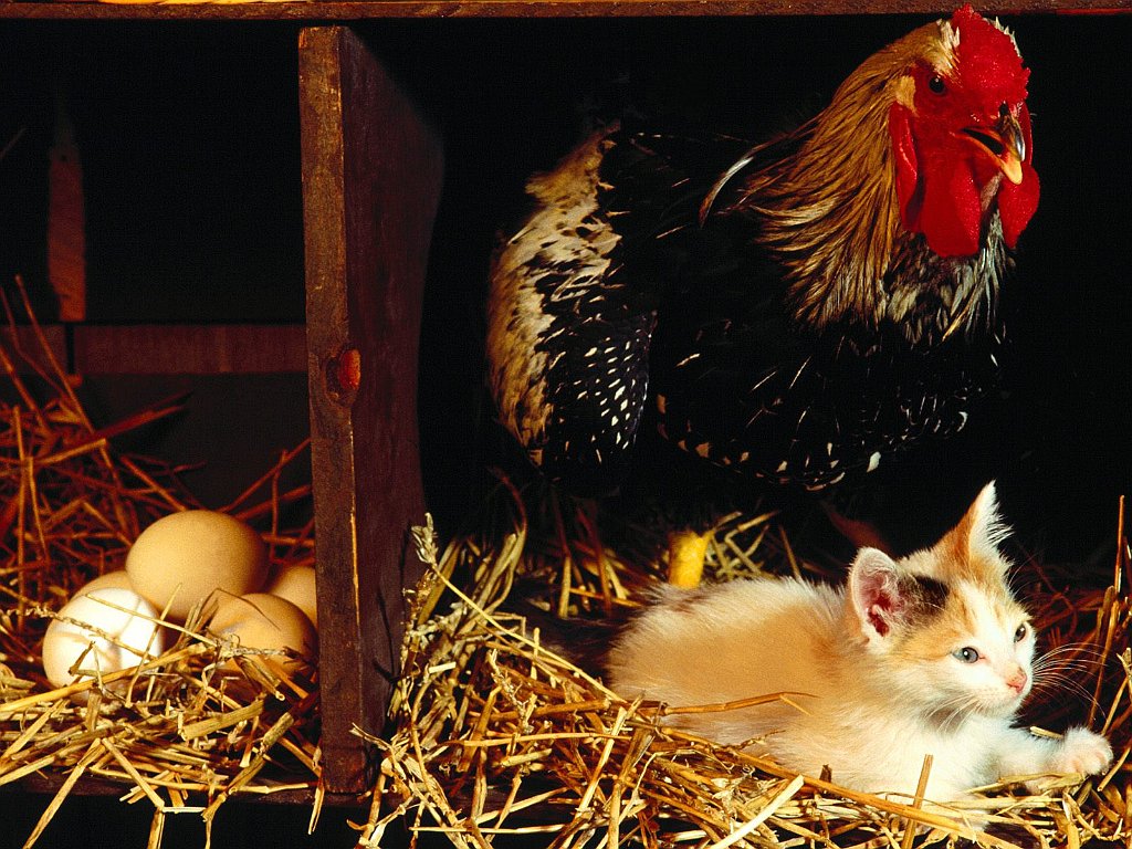 Barnyard Pals, Domestic Kitten